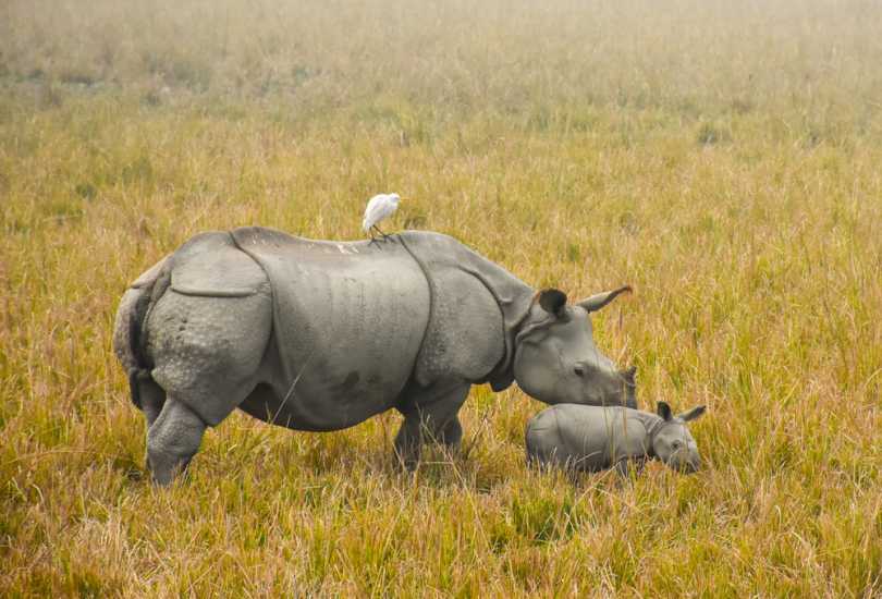 Kaziranga National park