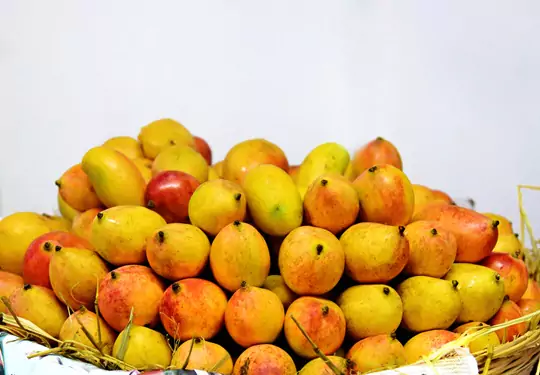 Delhi Tourism Mango Festival