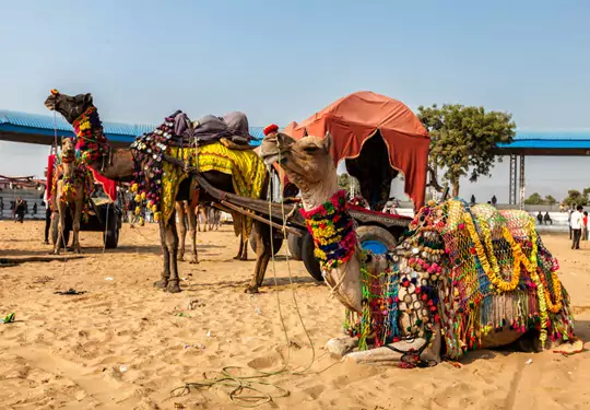 Pushkar Fair Festival 