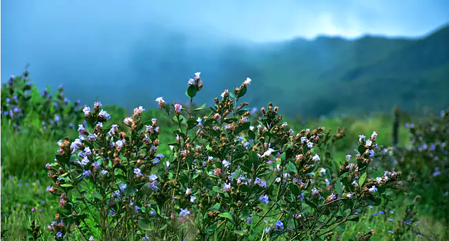 blossom international park in munnar