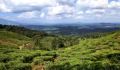 chembra peak trek