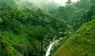 eravikulam national park