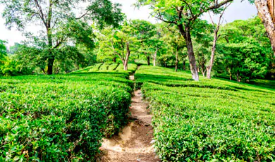 Go for a Walk in the Gorgeous Tea Gardens