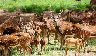 Jungle Safari at Kalatop Wildlife Sanctuary