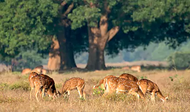 kanha national park, india