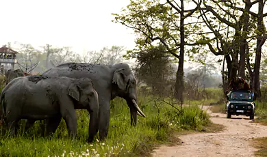 kaziranga national park