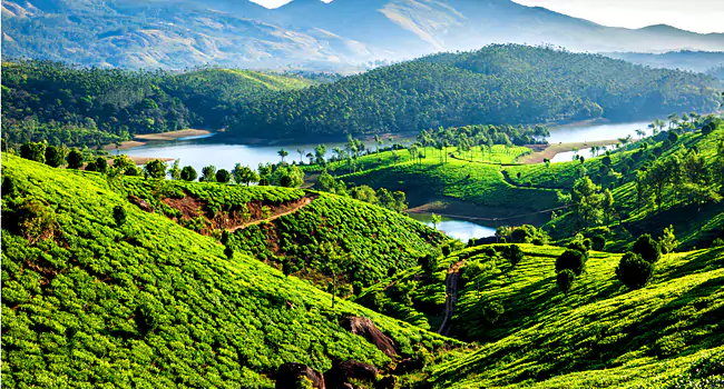 munnar (2)