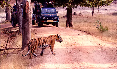 pench national park