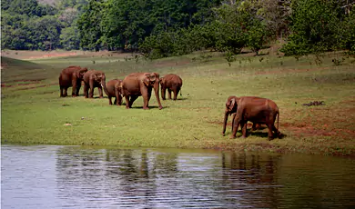 periyar wildlife sanctuary thekkady