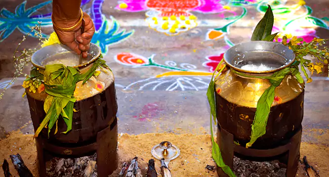 pongal festival in tamil nadu