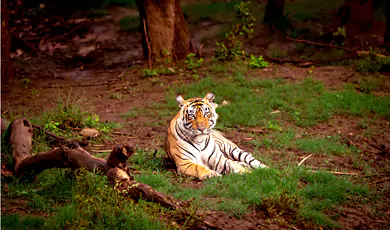 ranthambore national park