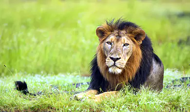 take a ride at lion park in kozhikode