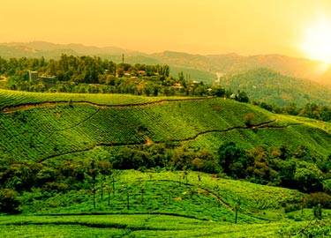  Landscapes of Munnar 5D/4N