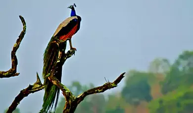 adichunchanagiri wildlife sanctuary