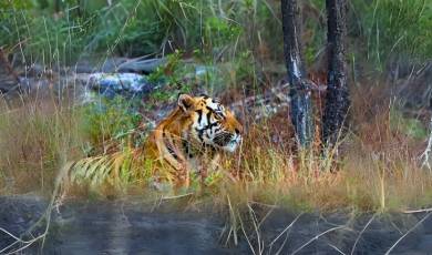 bandhavgarh national park