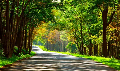 bandipur national park