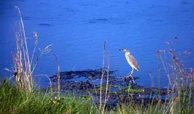 bird watching kochi