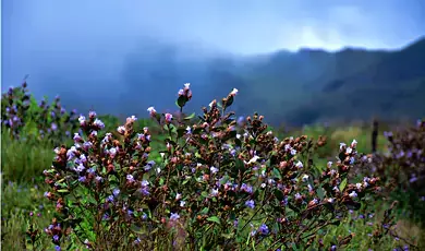 blossom international park in munnar