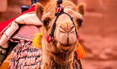 camel festival in bikaner