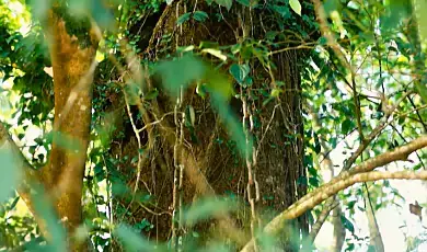 chain tree wayanad