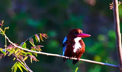 ghataprabha bird sanctuary