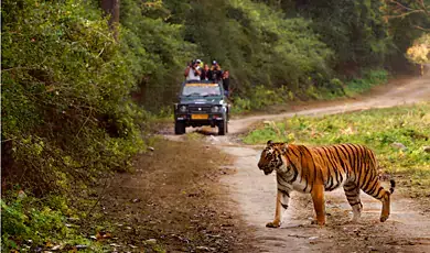 jim corbett national park