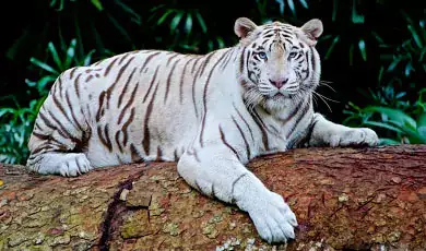 Kalatop Wildlife Sanctuary in Khajjiarr