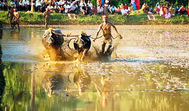 kambala karnataka