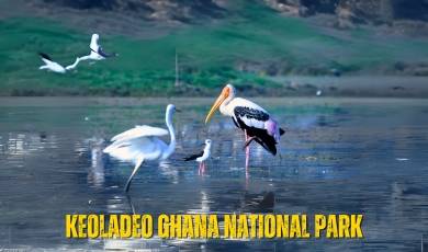 keoladeo ghana national park