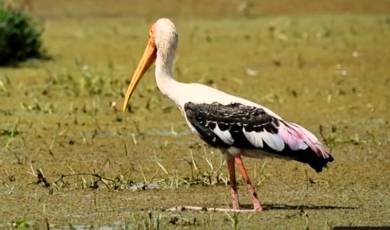 keoladeo ghana national park