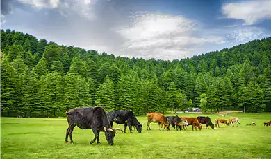 khajjar in himachal pradesh