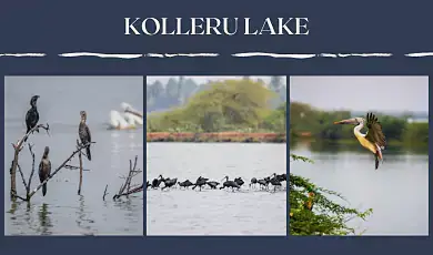 kolleru lake andhra pradesh