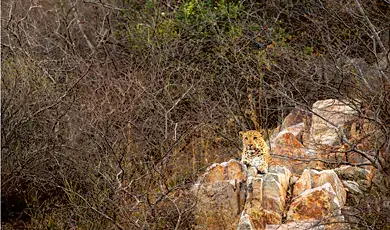 kumbhalgarh wildlife sanctuary