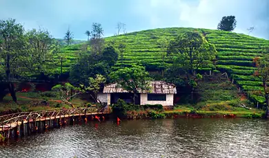 meadows in vagamon