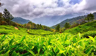 munnar tea plantation valley