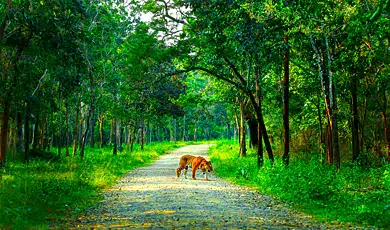 nagarhole national park