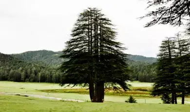 Panch Pandav Tree in Khajjiar