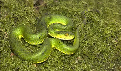 parassinikkadavu snake park