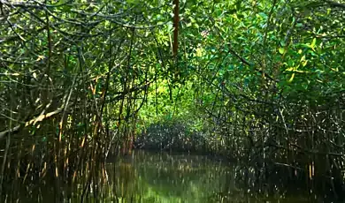 pichavaram mangrove forest