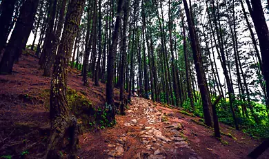 pine forest in vagamon