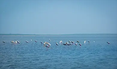 pulicat lake