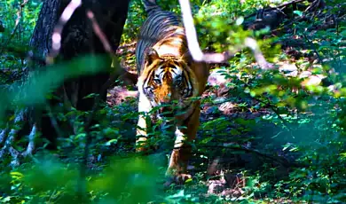 rajaji national park