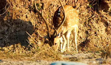 rajaji national park