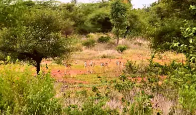 ranebennur blackbuck sanctuary