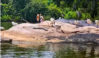 ranganathittu bird sanctuary