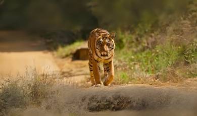 satpura national park