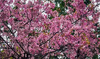 shillong cherry blossom festival