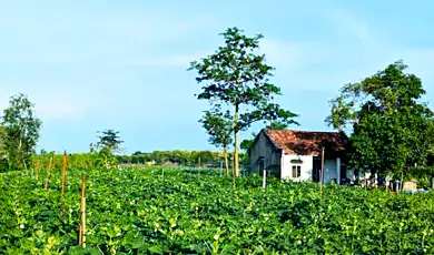 spice plantation tour