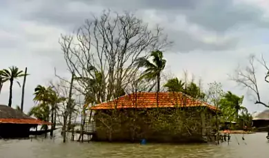 sundarbans mangrove