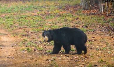 tadoba national park